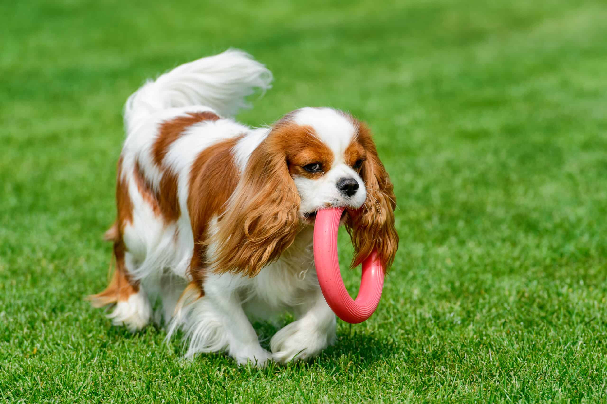 are cavalier king charles spaniels easy to train