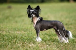 chinese crested dog at the park