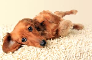 Longhair dachshund puppy lying down on the carpet.