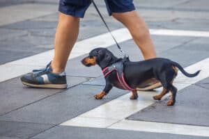 dachshund walking in the city