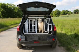 dog car travel solutions