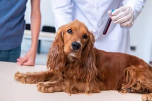 dog health testing