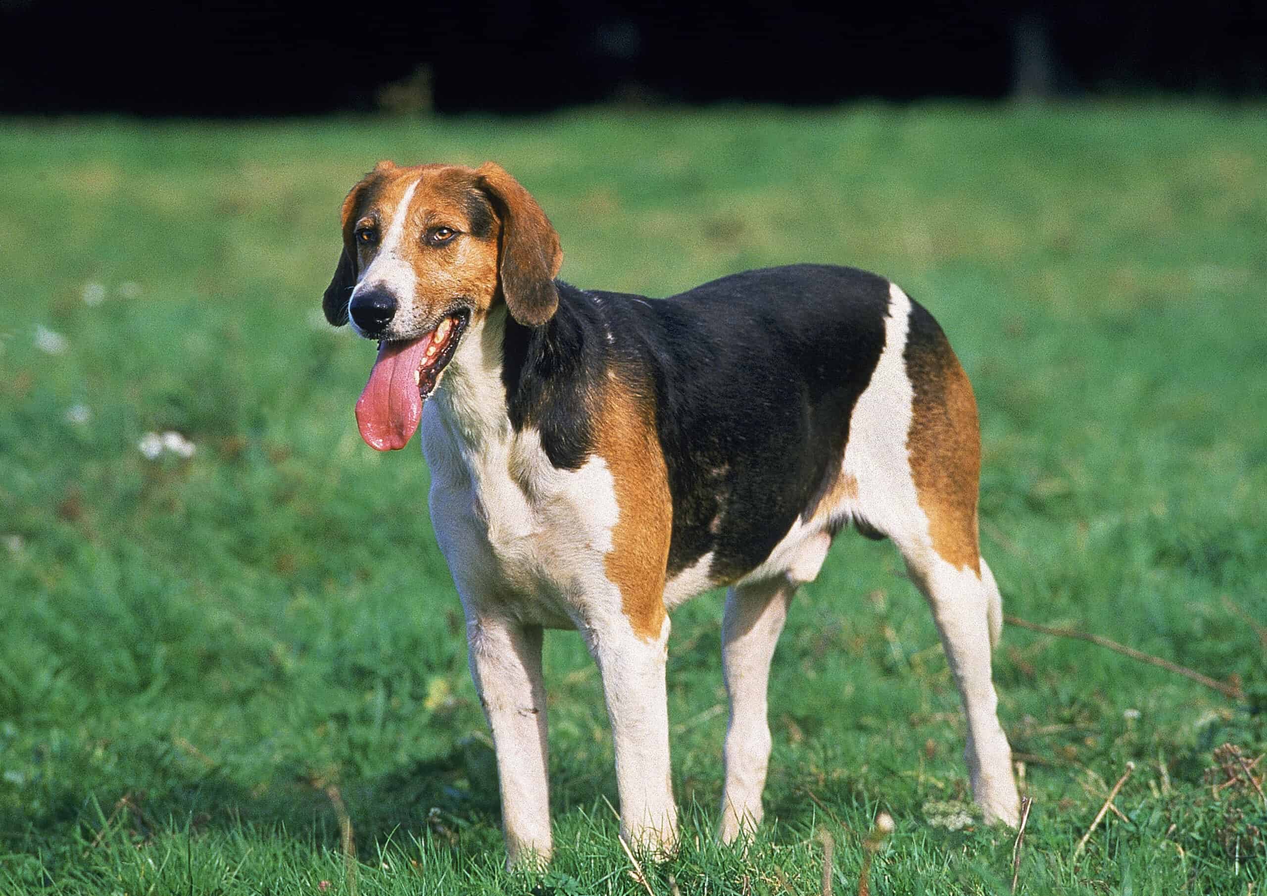 Foxhounds as Pets