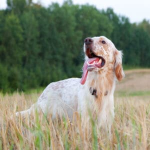 female english dog names and meanings