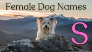 female dog names that start with s