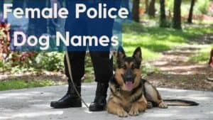 female police dog names