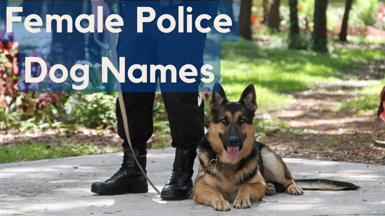 female police dog names