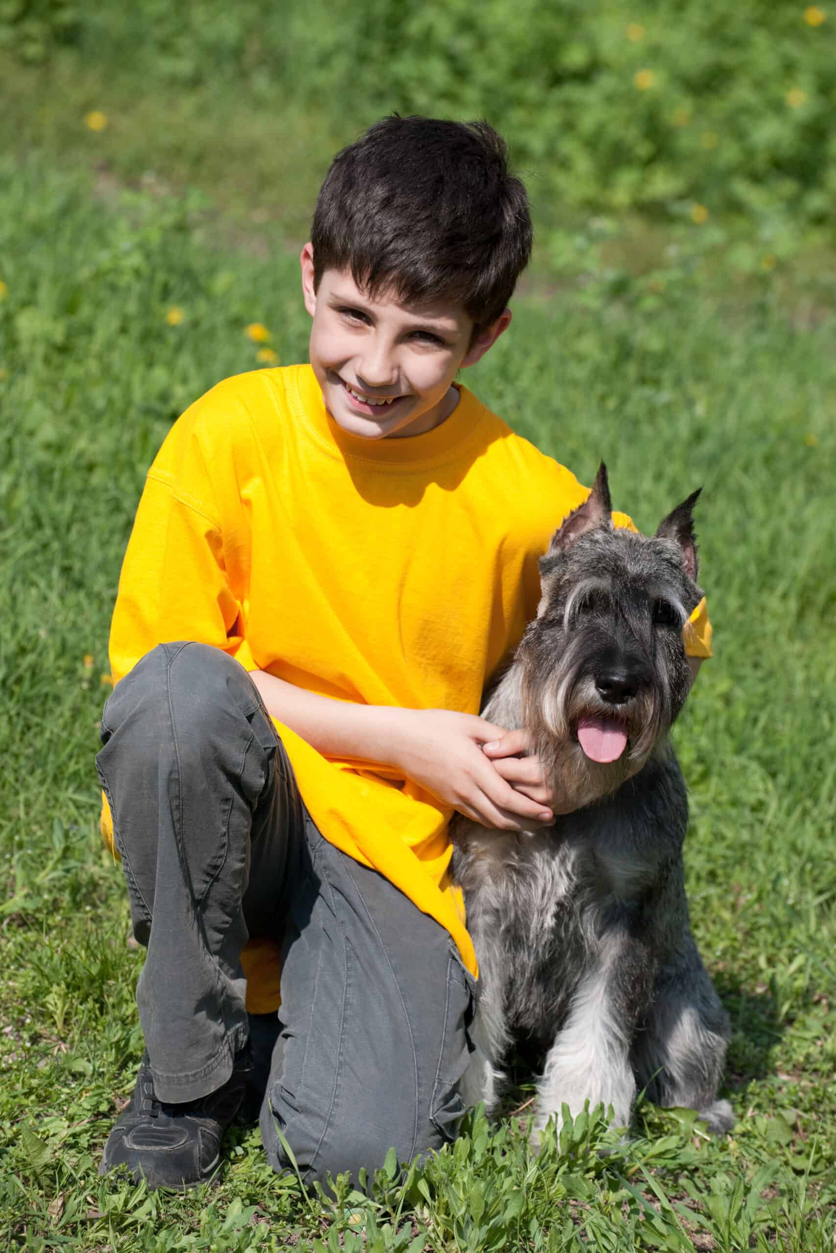is a schnauzer a good family dog
