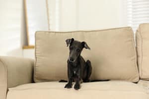 italian greyhound on sofa