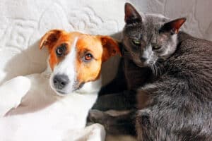 jack russell terrier with cat