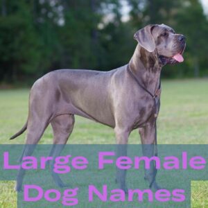 large female dog names