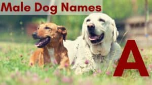 male dog names that start with a