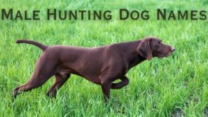 male hunting dog names