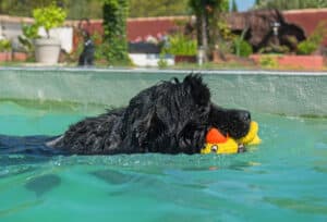 newfoundland dog swimming
