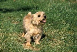 norfolk terrier in the grass