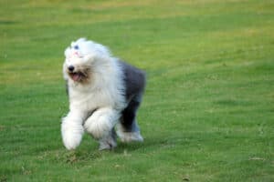 old english sheepdog running