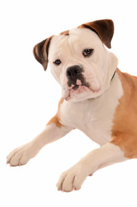 pros and cons of olde english bulldogges