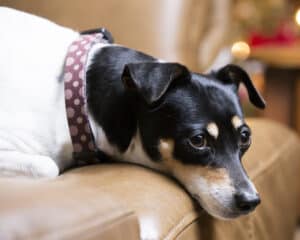 rat terrier on sofa