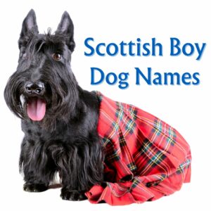 scottish boy dog names