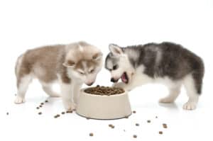stopping food aggression in puppies