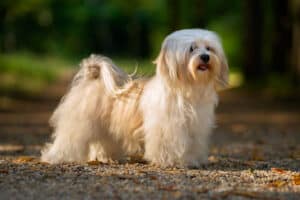 Havanese pros and cons