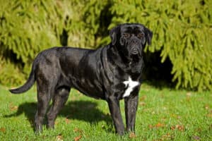 what is a cane corso