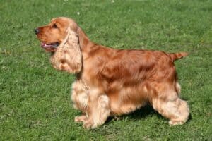 are cocker spaniels good family dogs