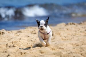 French Bulldog running on beach