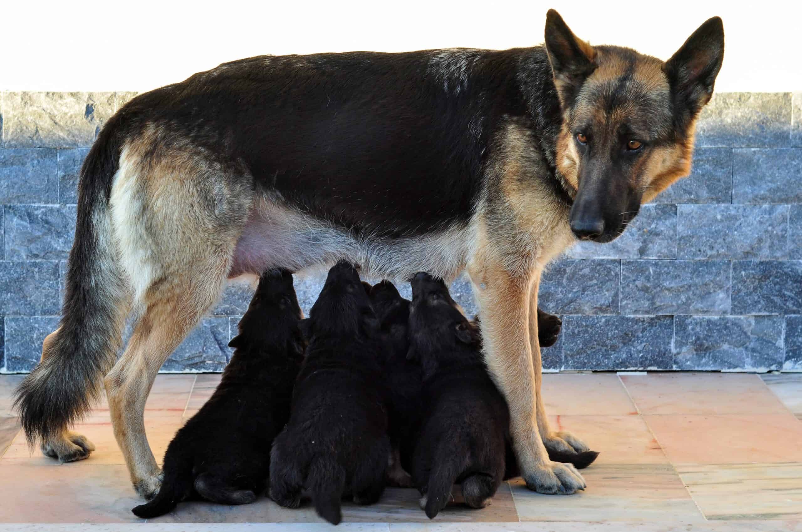 How Much Do German Shepherd Puppies Cost