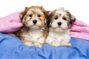 Havanese puppies in bed