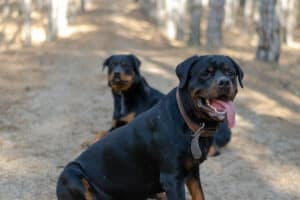 Male or Female Rottweiler for Protection?