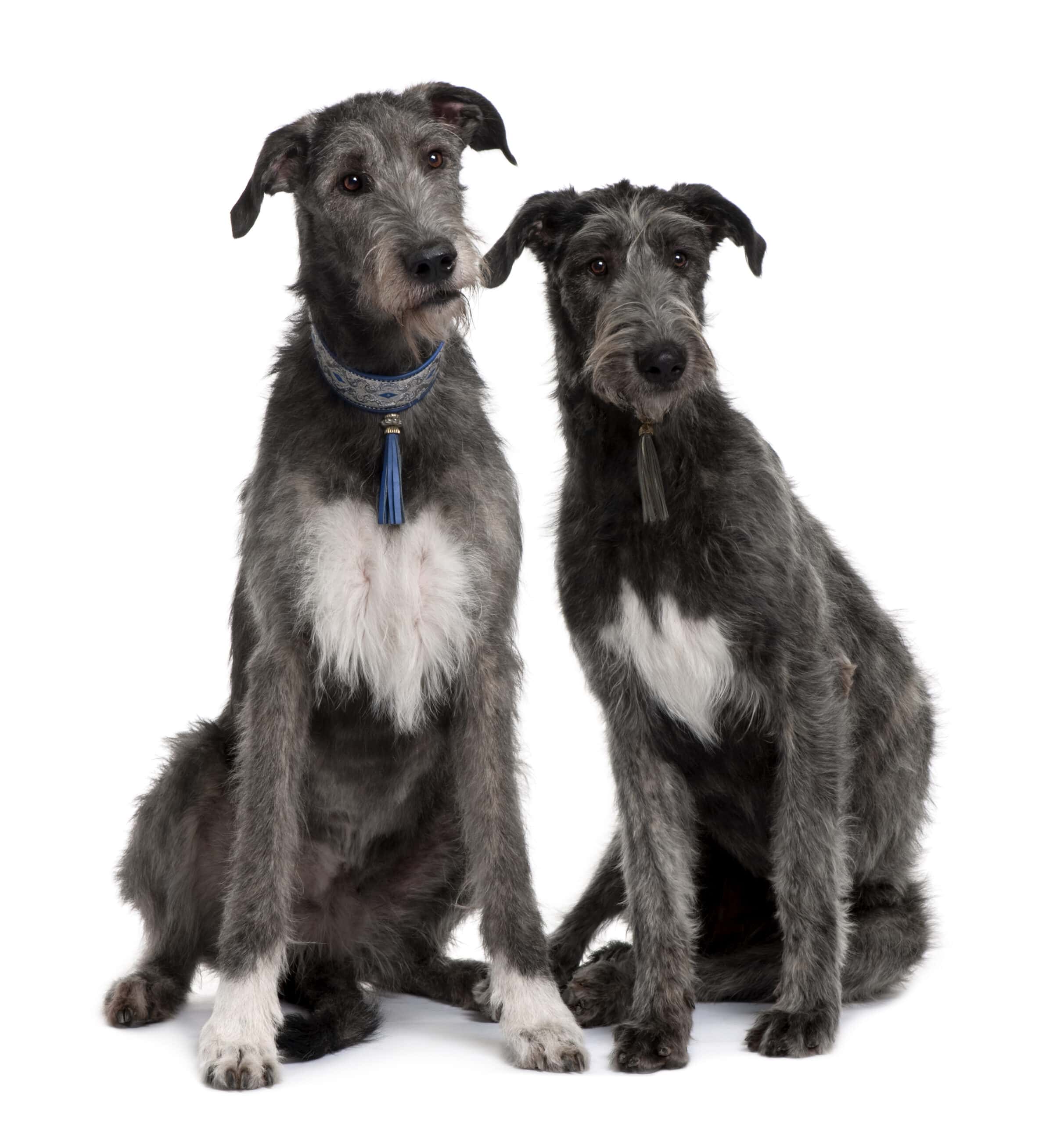 Two Irish Wolfhounds