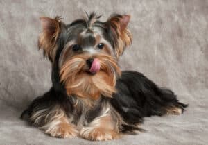 Yorkshire Terrier care
