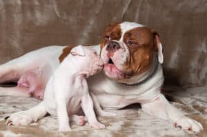 American Bulldog puppy with mother