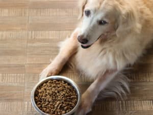 are dog food allergies common