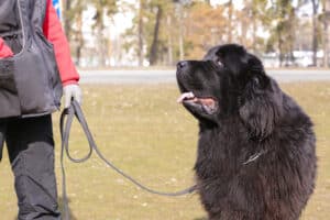 Training a Newfoundland dog