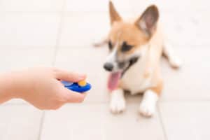 do dog training clickers work