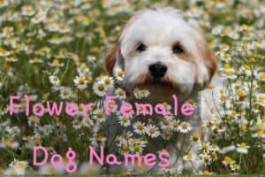 flower female dog names