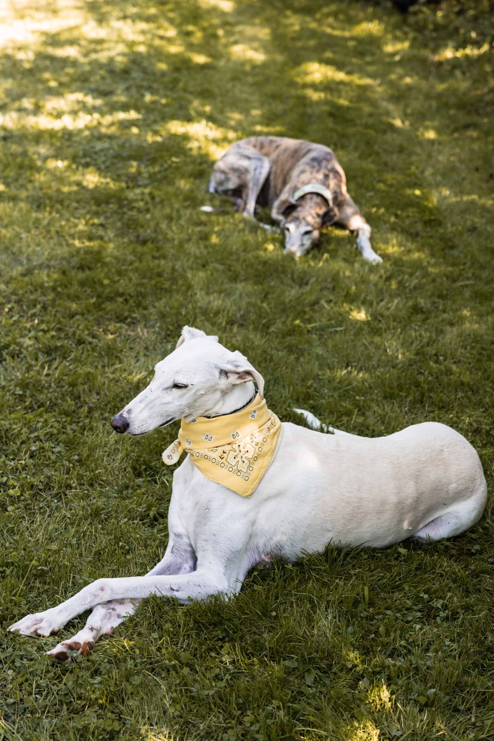 greyhounds in the yard