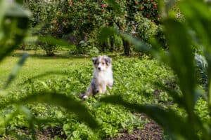 which plants are toxic to dogs?