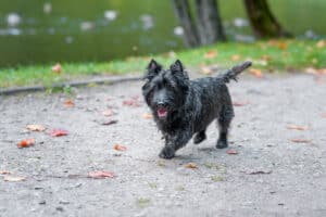 Cairn Terrier on the walking path