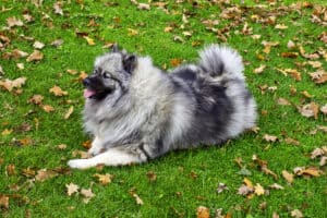 Keeshond in the yard