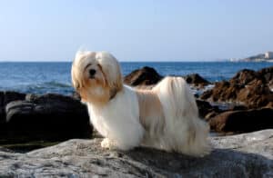 Lhasa Apso on the shore