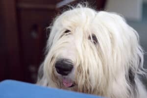 Old English Sheepdog in the home