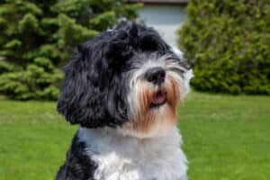 Portuguese Water Dog in the yard