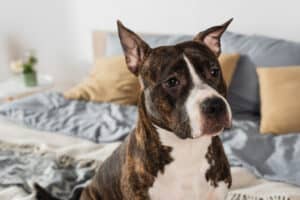 american staffordshire terrier in the home