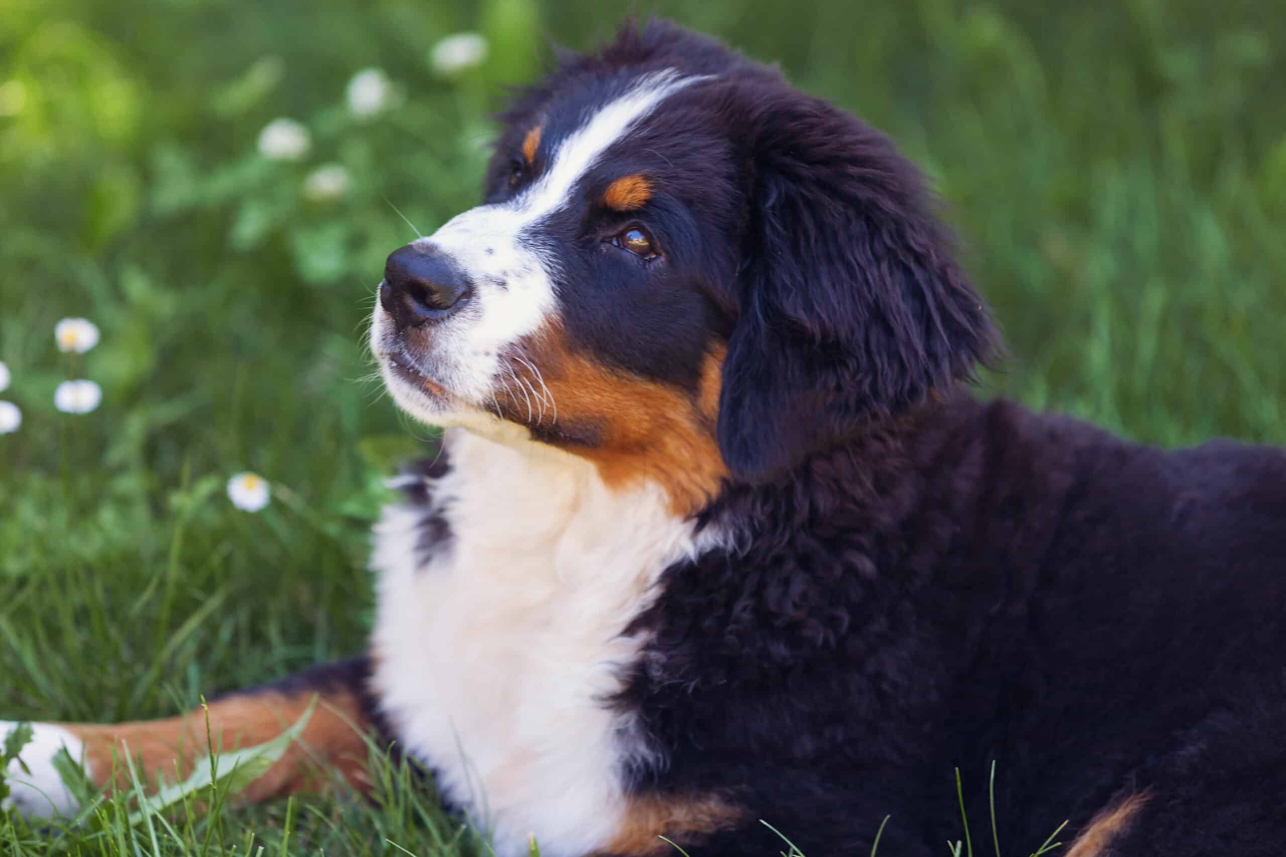 Bernese Mountain Dog in the grass
