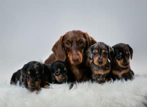 Dachshund Puppies with Mother