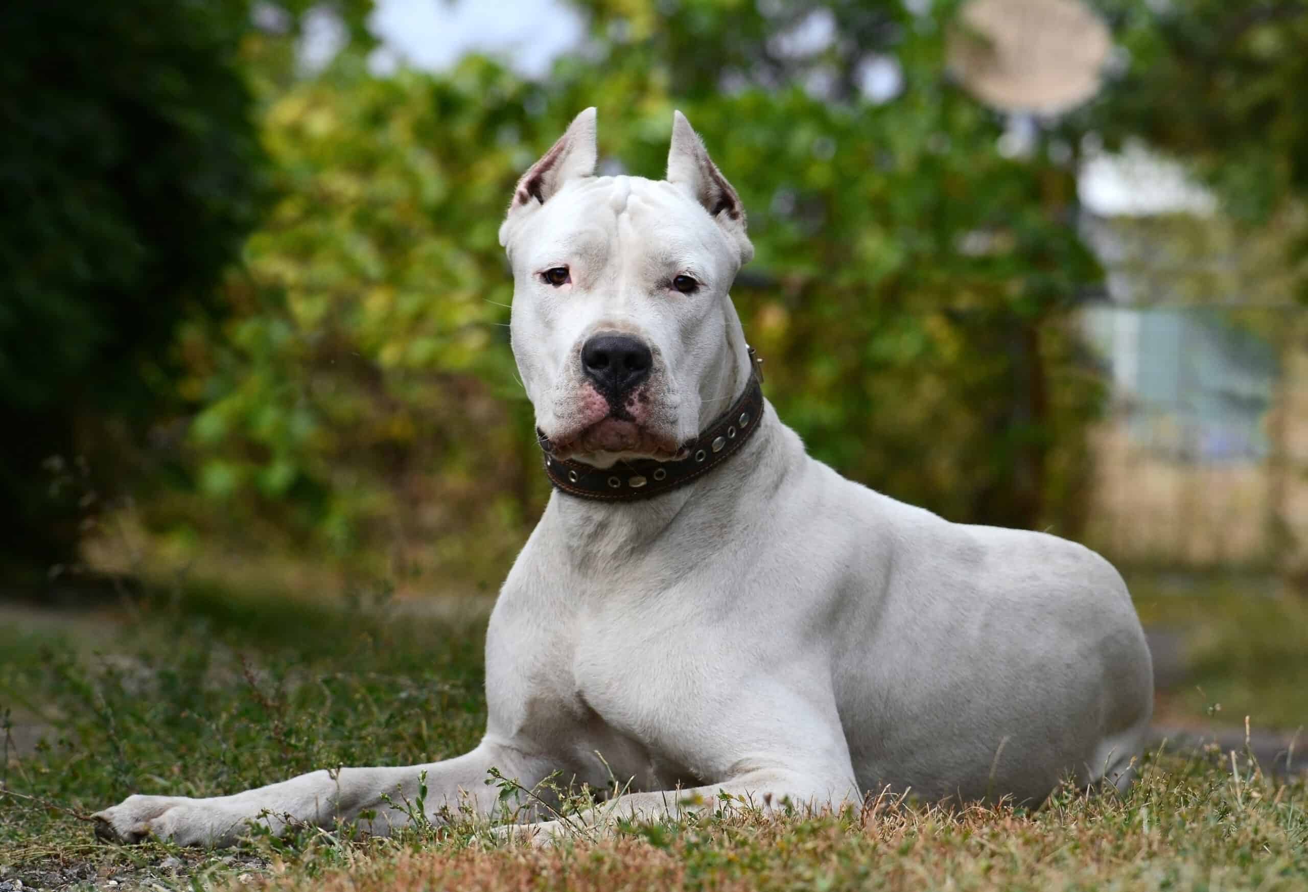 Dogo Argentino in the yard