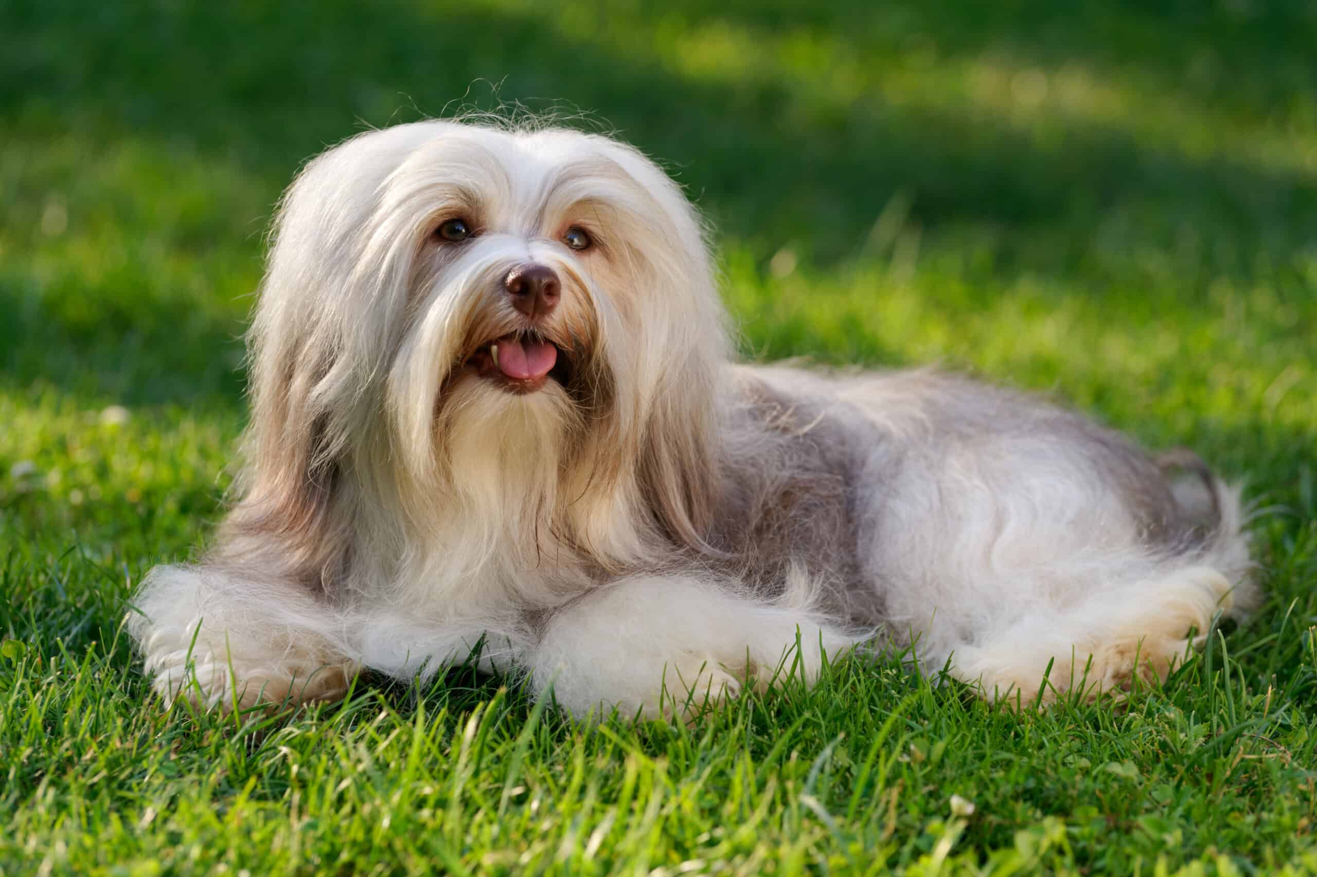 Havanese dog in the grass
